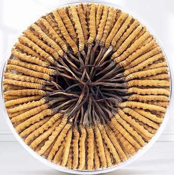 津南冬虫夏草回收